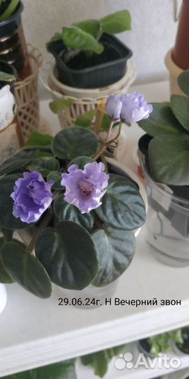 Сортовые фиалки