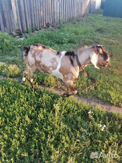 Нубийский козёл, вязка