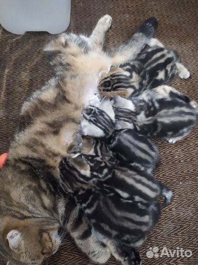 Шотландские котята