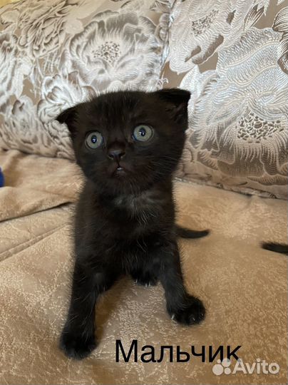 Котята вислоухие