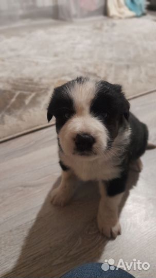 Домашние животные собаки щенки