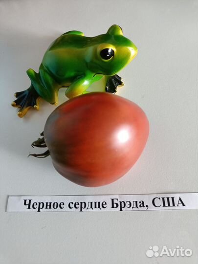 Семена коллекционных томатов - 76 сортов