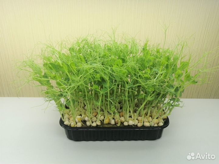 Микрозелень