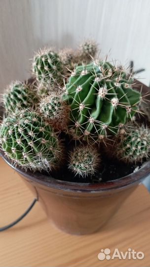 Кактусы и суккуленты