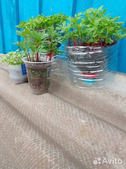 Рассада бархатцы(доставка бесплатно)