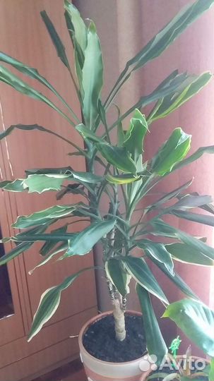 Драцена Фрагранс Голден Кост