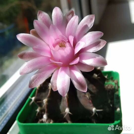 G.mihanovichii, anisitsii семена