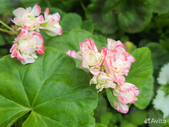 Пеларгония герань