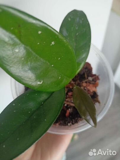 Хойя карноза