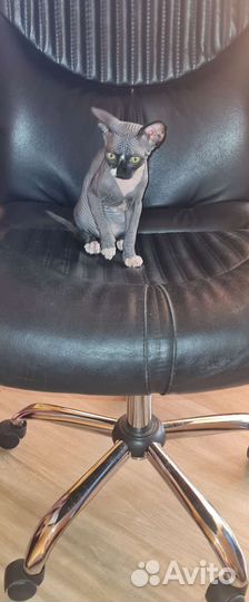 Канадский сфинкс кот