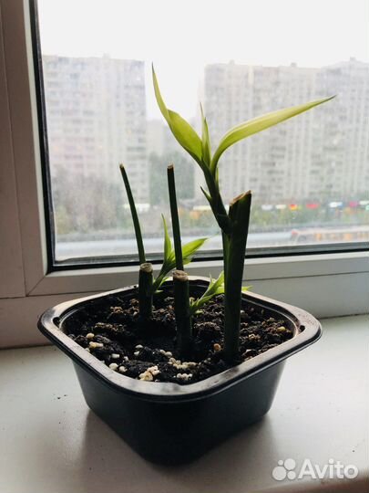 Три бамбука