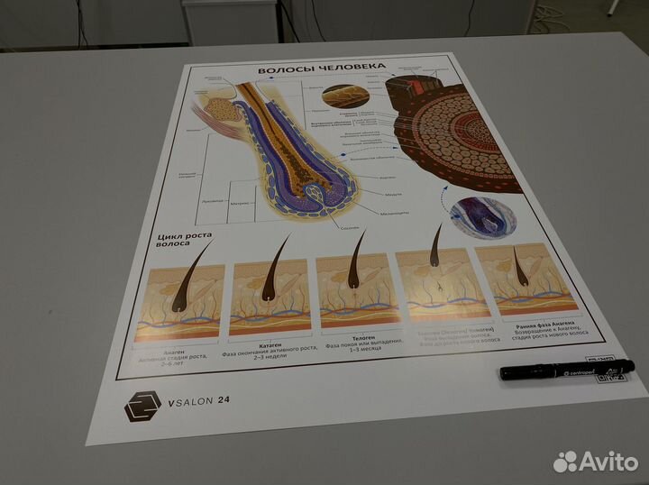 Плакат «Волосы человека»