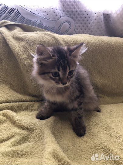 Маскарадные котята