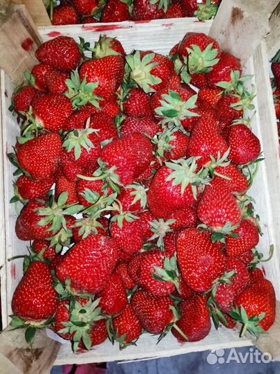 Клубника свежая