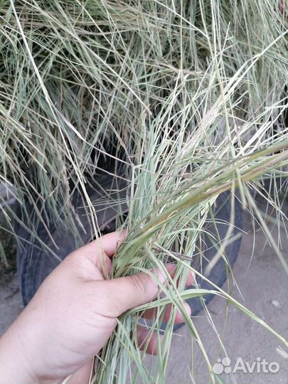 Сено от производителя 2023 года с доставкой