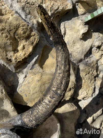 Огромный череп бизона. Палеонтология