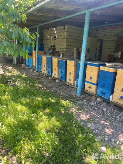 Пчелы с ульями