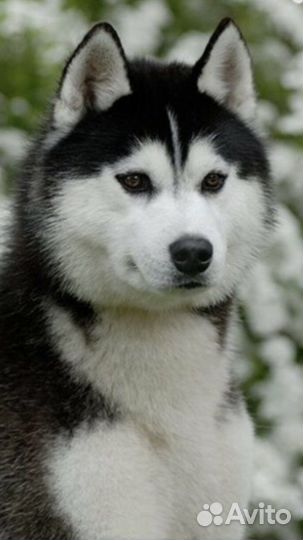 Вязка Хаски