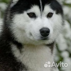 Купить Сибирскую хаски в Москве 🐶 цены на щенков и собак