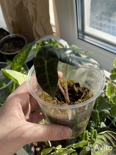 Алоказия полли