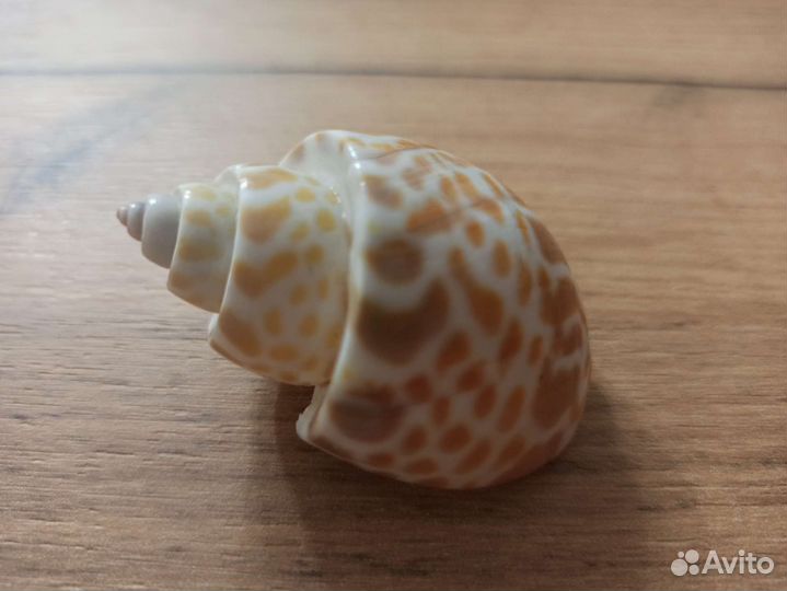 Морская раковина