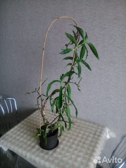 Растение золотой ус