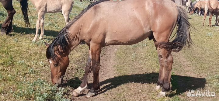 Продам лошадей Башкирской породы