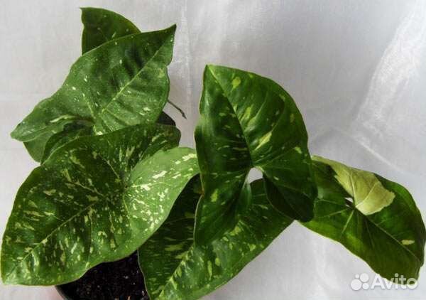 Сортовые сингониумы