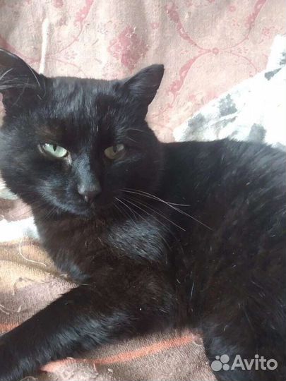 Чёрный крупный кот, ждёт своих хозяев