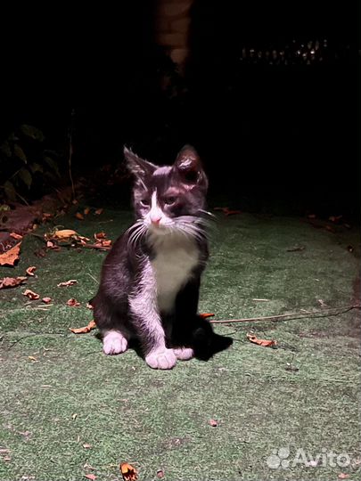 Отдам в добрые руки