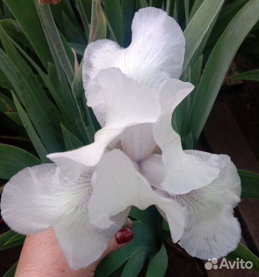 Ирисы бородатые