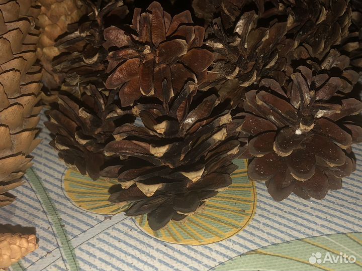 Шишки сосновые для ландшафта, поделок, самовара