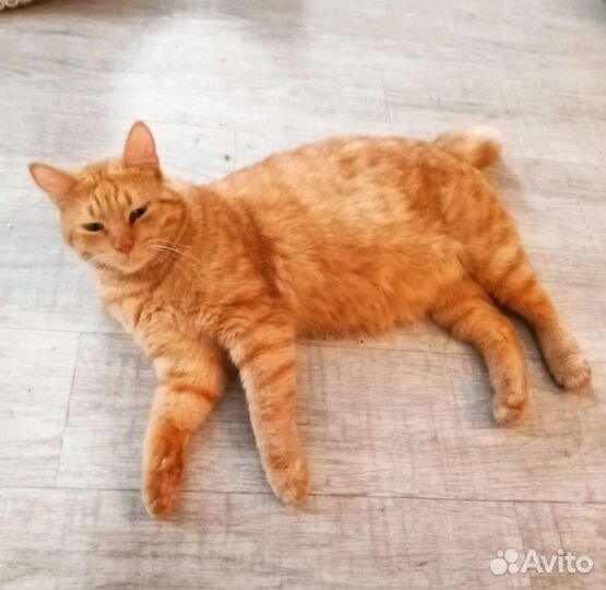 Котик Симба