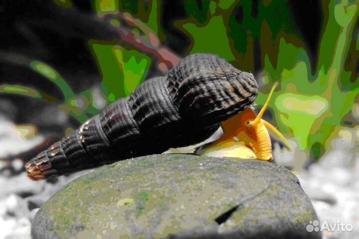 Аквариумные рыбки