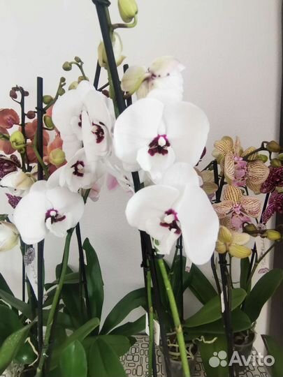 Орхидея фаленопсис Чарминг Панда азиат 1224