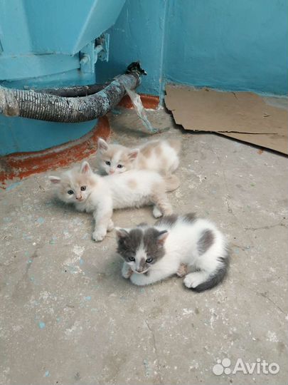 Котята в добрые руки