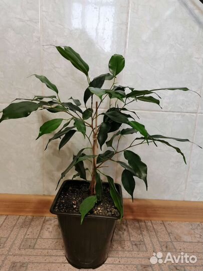 Фикус Бенджамина Даниэль