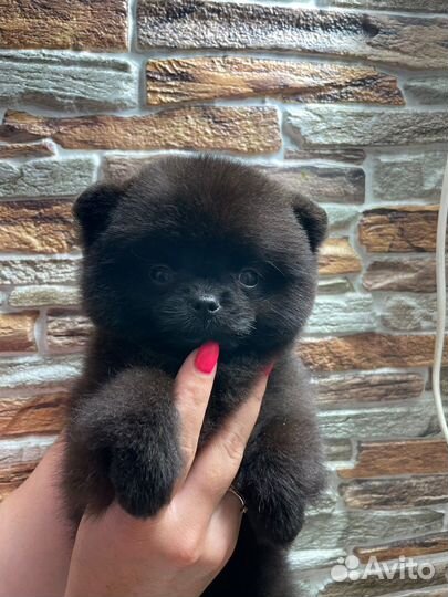 Померанский шпиц медвежьего типа