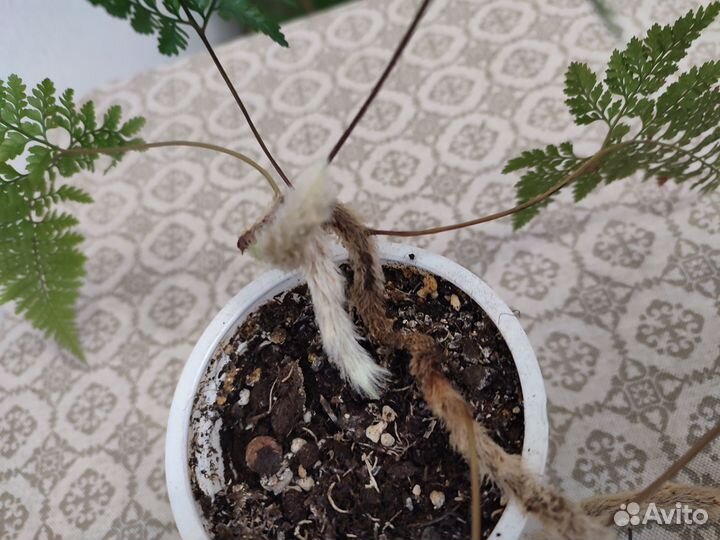 Папоротник Даваллия