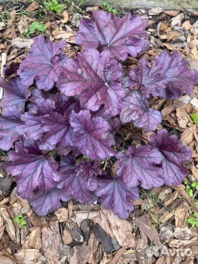 Гейхера, бруннера