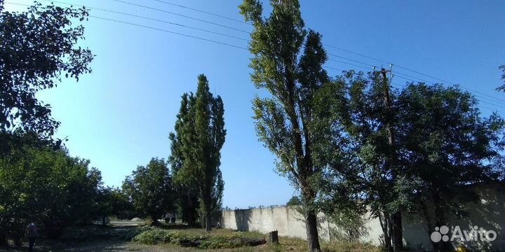 Спил деревьев