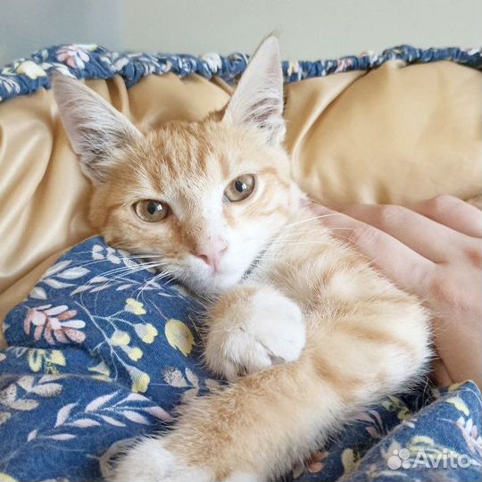 Котито 8 месяцев