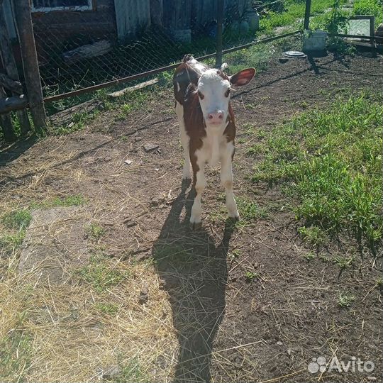 Корова дойная с теленком