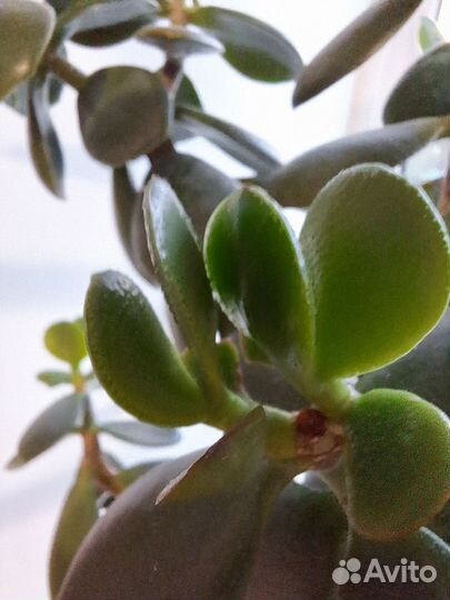 Крассула толстянка (денежное дерево)