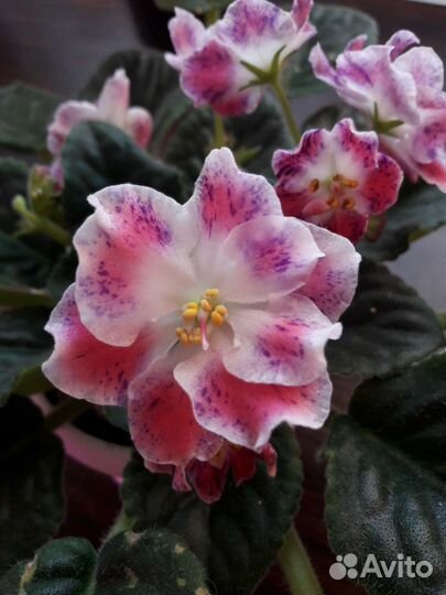 Цветущие необычные сенполии