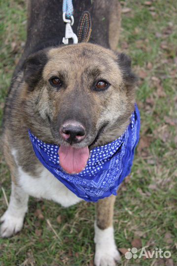 Добродушная собака ищет лучших хозяев