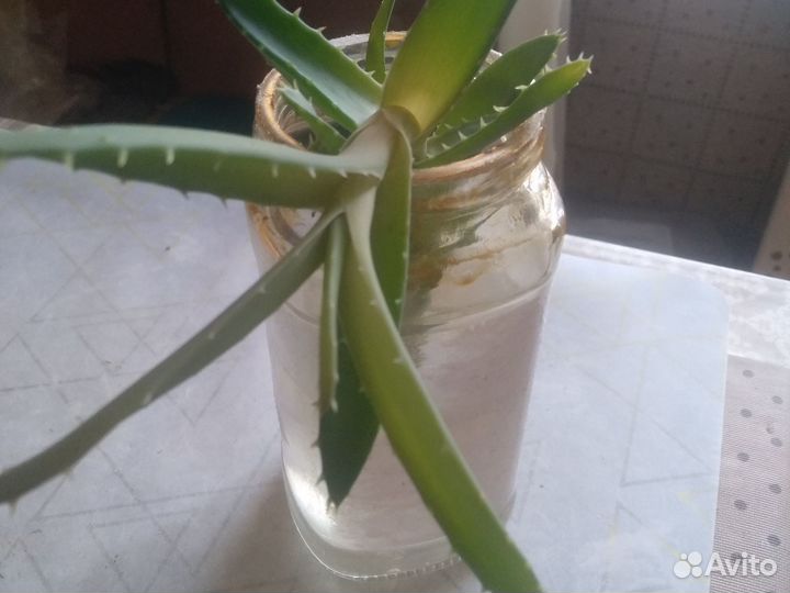 Алоэ вера и столетник