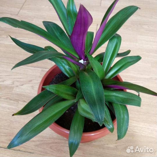 Комнатные цветы