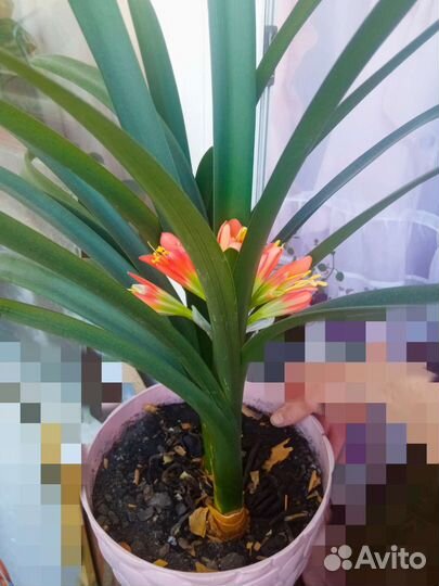 Цветок в горшке