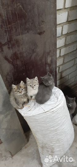 Котята в добрые руки